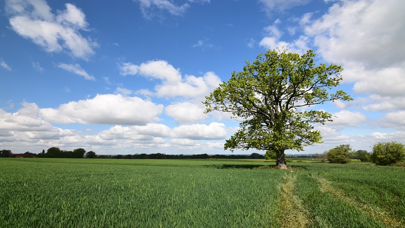 Tree on a grassy field.